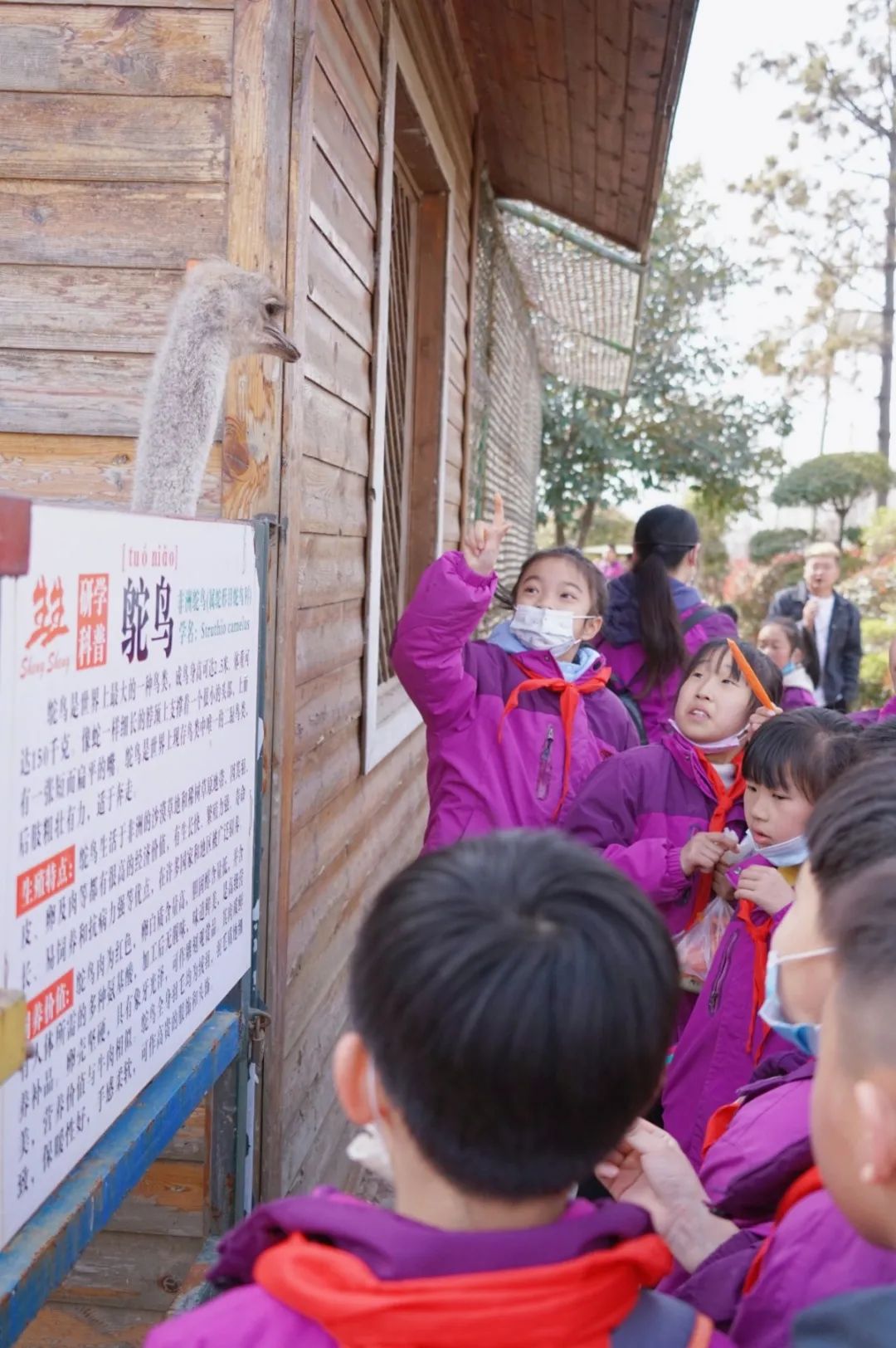 遇見春天 感受牧場(chǎng)生命能量—洛陽東外小學(xué)部研學(xué)系列活動(dòng)(二)